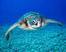 Buceo con Tortugas: Los mejores santuarios marinos de Filipinas